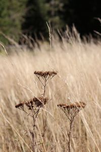 Close-up of dry thistle on field