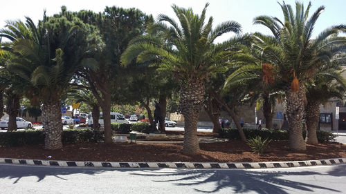 Palm trees against sky