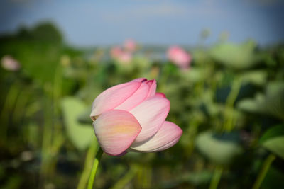Close-up of pink rose flower