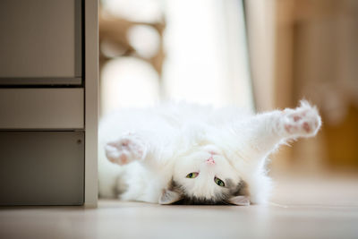 Close-up of white cat relaxing on wooden flooring