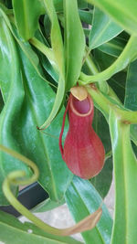 Close-up of red chili peppers on plant