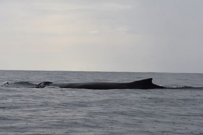 Humpback whale breathing 