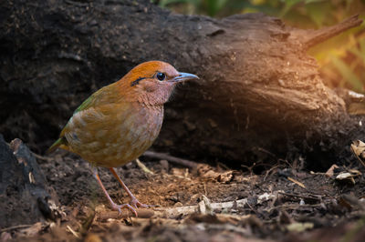 Close-up of bird perching on ground