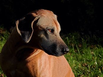 Close-up of dog