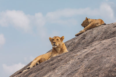 Lioness with cub on a rock against the sky