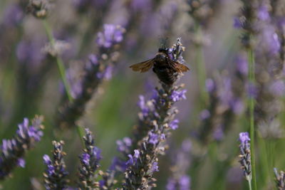 Honey bee pollinating on fresh purple flower