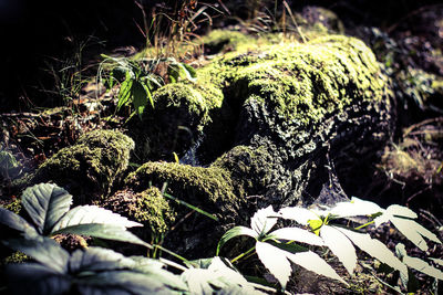 Close-up of plants growing on field