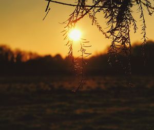 Close-up of water drops on spider web against sunset