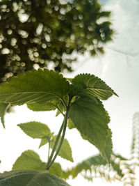 Low angle view of leaves on tree