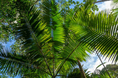 Low angle view of palm trees