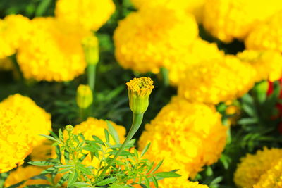 Close-up of yellow marigold flowers