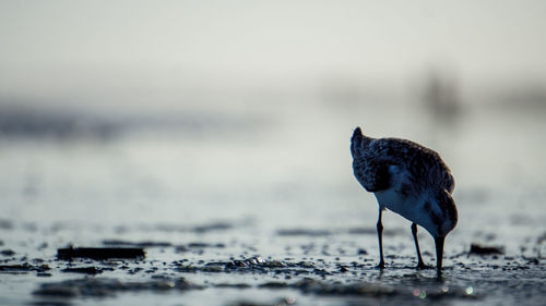 Close-up of bird perching against sky