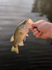 Old hickory bass