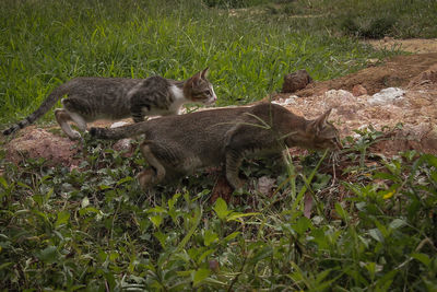 Cat lying on field