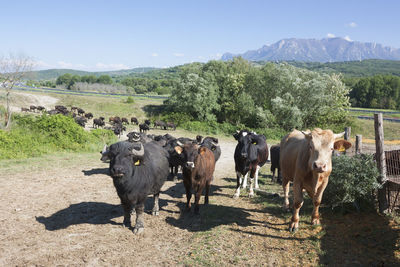 Buffalo grazing in a field. campania, italy