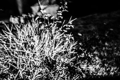 Close-up of plants at night