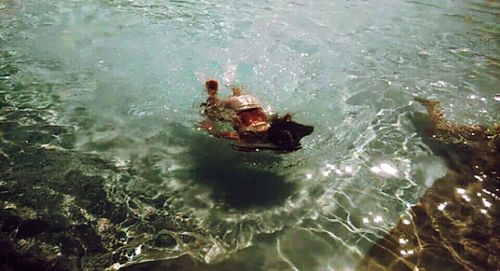 Reflection of trees in water
