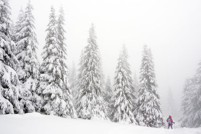 Trees on snow covered field against sky