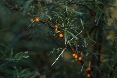 Close-up of plant