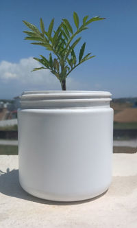 Close-up of potted plant on table
