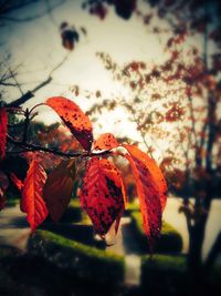 Close-up of red berries growing on tree against sky