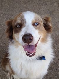 High angle portrait of a dog