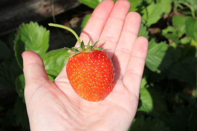 Close-up of hand holding strawberry
