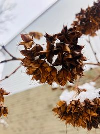 Close-up of dry leaves on plant