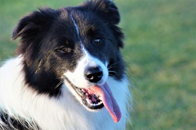 Close-up of dog looking away