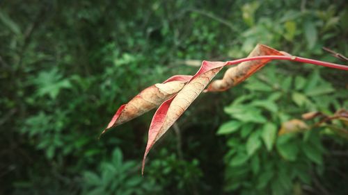 Close-up of orange leaves against blurred background