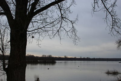 Bare trees by lake