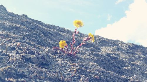 Yellow flowers blooming in field