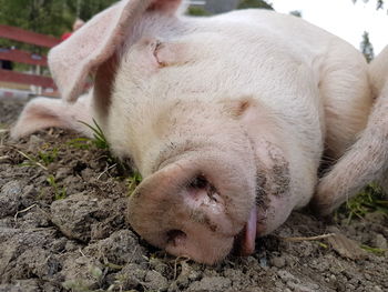 Close-up of pig relaxing on field