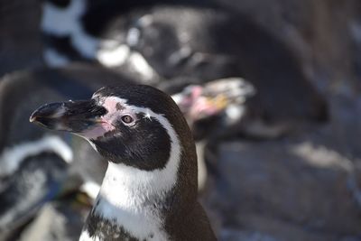 Close-up of a bird looking away