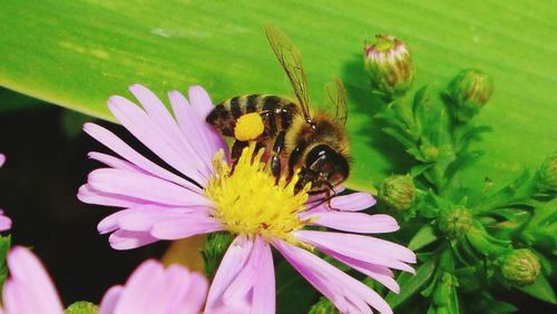 Close-up of bee on flower