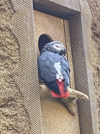 View of bird in cage