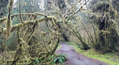 Bare trees in forest