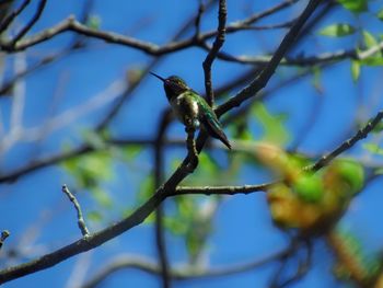 Low angle view of bird perching on branch