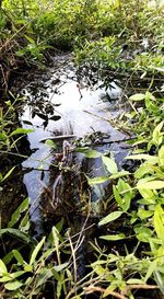 High angle view of bird floating on water