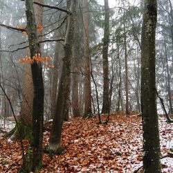 Trees in forest