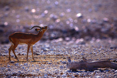 Deer standing on land