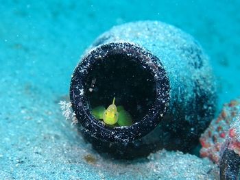 Fish and container in sea