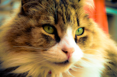 Close-up portrait of cat