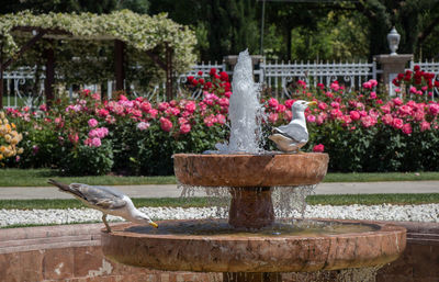 View of bird on fountain in park