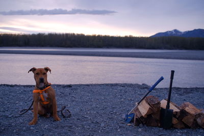 Dog standing in a lake