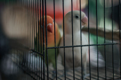 Close-up of bird in cage