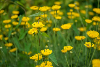 Close-up of yellow flowering plants on field