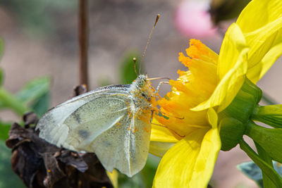 Close-up of butterfly pollinating on flower