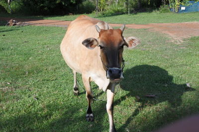 Portrait of horse standing on field