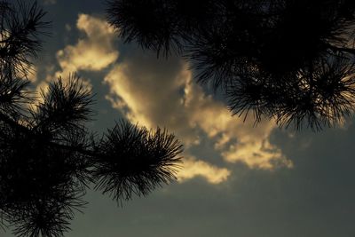 Low angle view of palm tree against sky